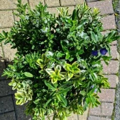 Hebe Quattro 5 Litre 5 Hebe Quattro 5 Litre -HANS Garden Shop 10271186 Hebe20Quattro20top