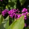 Callicarpa Bodinieri 'Imperial Pearl' 3 Litre 2 Callicarpa Bodinieri 'Imperial Pearl' 3 Litre -HANS Garden Shop 10273216 Callicarpa20Imperial20Pearl shutterstock 2222185377