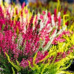 Calluna Tricolour Bowl 23cm