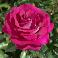 Patio Climbing Rose Mixed 5 Litre 8 Patio Climbing Rose Mixed 5 Litre -HANS Garden Shop 10273713 Meizolnil BELLES RIVES