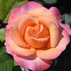 Patio Standard Rose Mixed 5 Litre 8 Patio Standard Rose Mixed 5 Litre -HANS Garden Shop 10273715 Magic Harlequin Saloon
