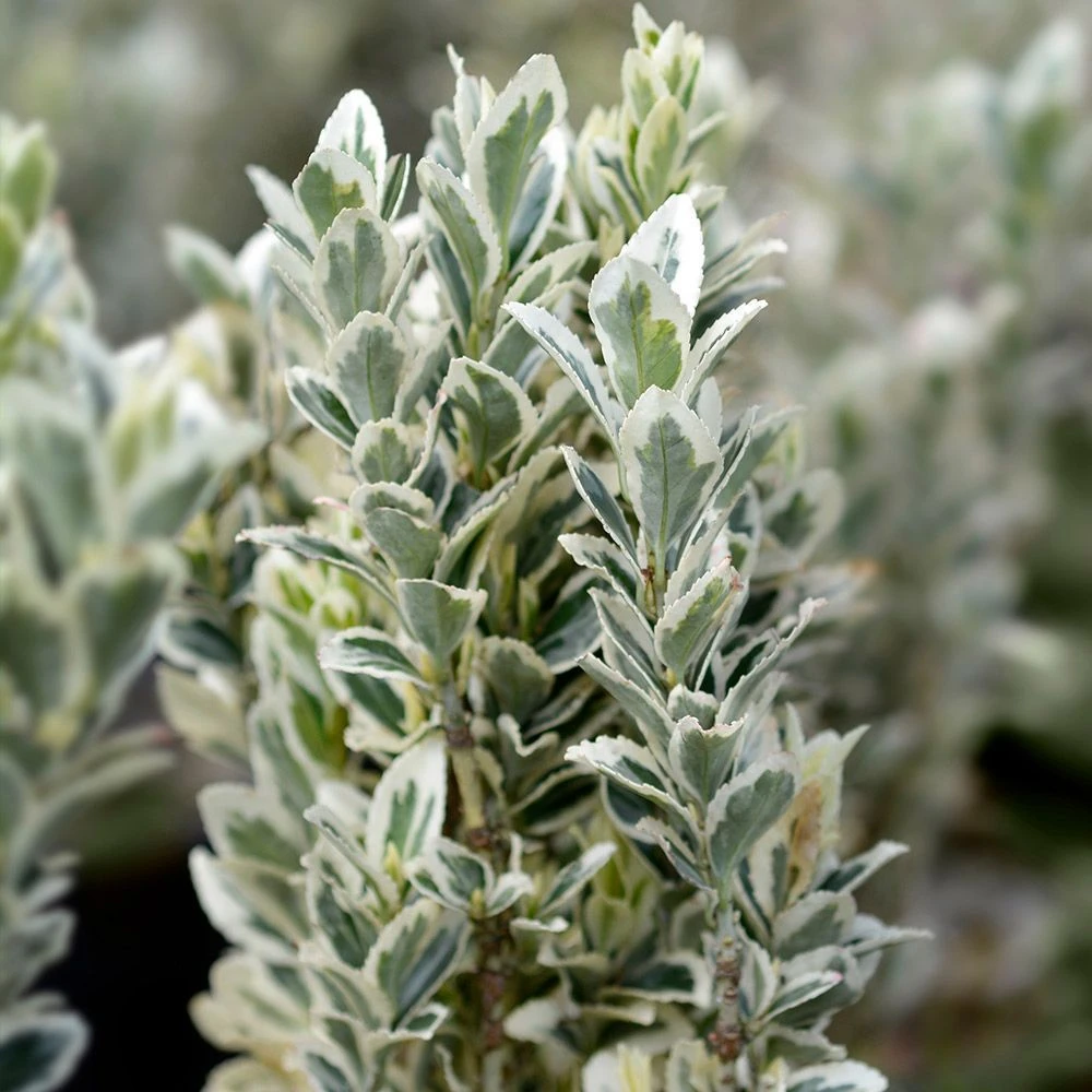 Euonymus Japonicus 'White Spire' 4.5 Litre 3 Euonymus Japonicus 'White Spire' 4.5 Litre