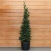 Laurus Nobilis (Bay Tree) Pyramid 150cm 2 Laurus Nobilis (Bay Tree) Pyramid 150cm -HANS Garden Shop 1028586520 20Outdoor20plants202023 Bay20Tree20Pyramid20150cm201