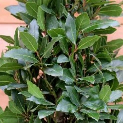 Laurus Nobilis (Bay Tree) Pyramid 150cm 7 Laurus Nobilis (Bay Tree) Pyramid 150cm -HANS Garden Shop 1028586520 20Outdoor20plants202023 Bay20Tree20Pyramid20150cm203