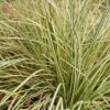 Carex Oshimensis 'Evergold' 3 Litre 1 Carex Oshimensis 'Evergold' 3 Litre -HANS Garden Shop 10286070 Carex Evergold shutterstock 1043256583