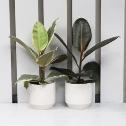 Ficus Mix In Ceramic Pot 12cm - Mixed Variety 7 Ficus Mix In Ceramic Pot 12cm - Mixed Variety -HANS Garden Shop 1028626420 20Outdoor20plants202023 10286264 Ficus201