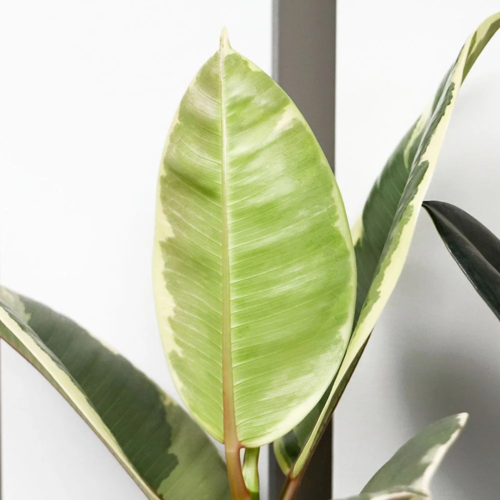 Ficus Mix 17cm - Mixed Variety 4 Ficus Mix 17cm - Mixed Variety - Image 2