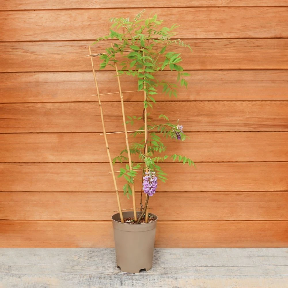 Wisteria Amethyst Falls Trellis 5 Wisteria Amethyst Falls Trellis - Image 3