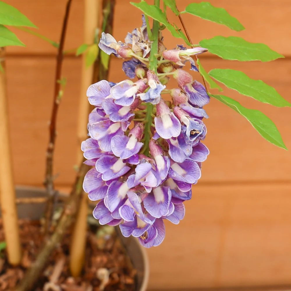 Wisteria Amethyst Falls Trellis 3 Wisteria Amethyst Falls Trellis