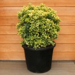 Euonymus Japonicus 'Aureus' Ball 35 Litre