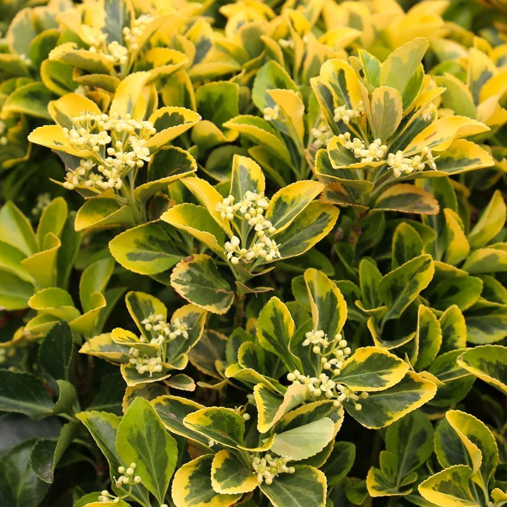 Euonymus Japonicus 'Aureus' Ball 35 Litre 4 Euonymus Japonicus 'Aureus' Ball 35 Litre - Image 2