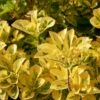 Euonymus Japonicus 'Aureus' 2 Litre 1 Euonymus Japonicus 'Aureus' 2 Litre -HANS Garden Shop 10291814 Euonymus20Aureus shutterstock 2160403493