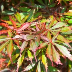 Acer 'Jerry Schwartz' 35cm Bowl