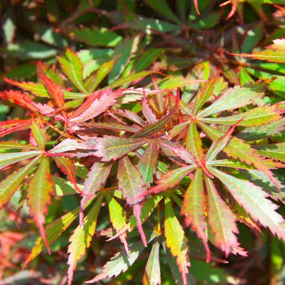 Acer 'Jerry Schwartz' 35cm Bowl 3 Acer 'Jerry Schwartz' 35cm Bowl