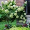 Hydrangea Paniculata 'Limelight' Standard 5 Litre 1 Hydrangea Paniculata 'Limelight' Standard 5 Litre -HANS Garden Shop 10291898 Hydrangea20paniculate20limelight20standard shutterstock 1931848802
