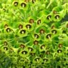 Euphorbia 'Martini' 3 Litre 1 Euphorbia 'Martini' 3 Litre -HANS Garden Shop 10291899 Euphorbia20Martini shutterstock 1422651248