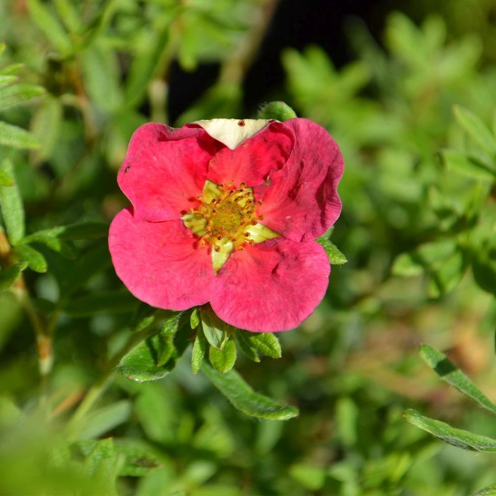Potentilla 'Danny Boy' 4.5 Litre 3 Potentilla 'Danny Boy' 4.5 Litre