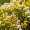 Spiraea 'White Gold' 4.5 Litre 2 Spiraea 'White Gold' 4.5 Litre -HANS Garden Shop 10294387 Spiraea20White20Gold shutterstock 1091882258
