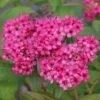 Spiraea 'Neon Flash' 4.5 Litre 2 Spiraea 'Neon Flash' 4.5 Litre -HANS Garden Shop 10294388 Spiraea20Neon20Flash shutterstock 776524705