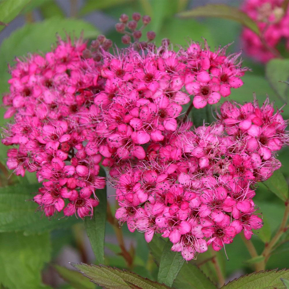 Spiraea 'Neon Flash' 4.5 Litre 3 Spiraea 'Neon Flash' 4.5 Litre