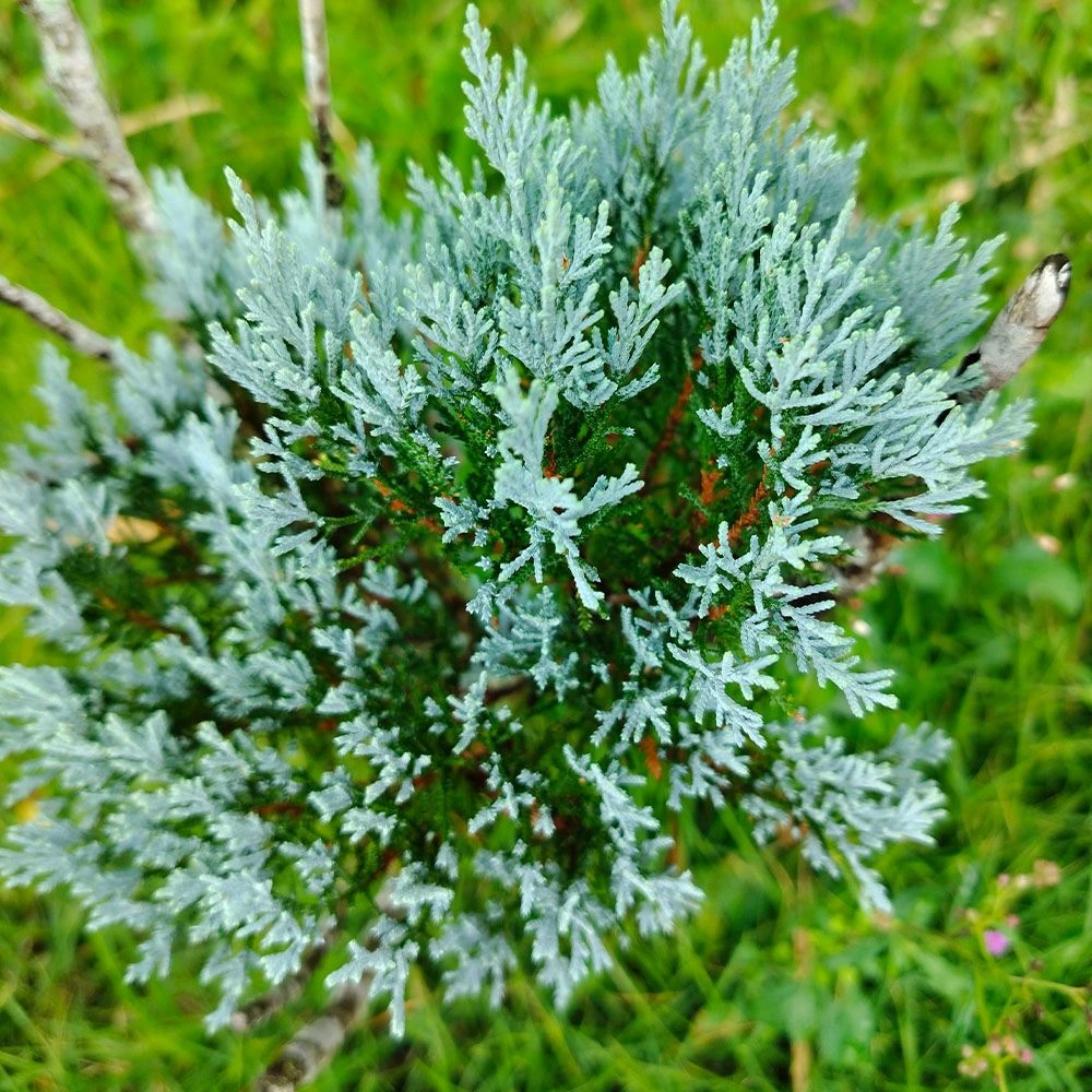 Chamaecyparis Lawsoniana 'Pearly Swirls' 4.5 Litre 3 Chamaecyparis Lawsoniana 'Pearly Swirls' 4.5 Litre