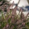 Pennisetum 'Hameln' 3 Litre 2 Pennisetum 'Hameln' 3 Litre -HANS Garden Shop 1029486420 20Pennisetum20Hameln20320Litre shutterstock 1806729682