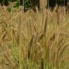 Pennisetum 'Hameln Gold' 3 Litre 2 Pennisetum 'Hameln Gold' 3 Litre -HANS Garden Shop 1029486520 20Pennisetum20Hameln20Gold20320Litre shutterstock 1702218871