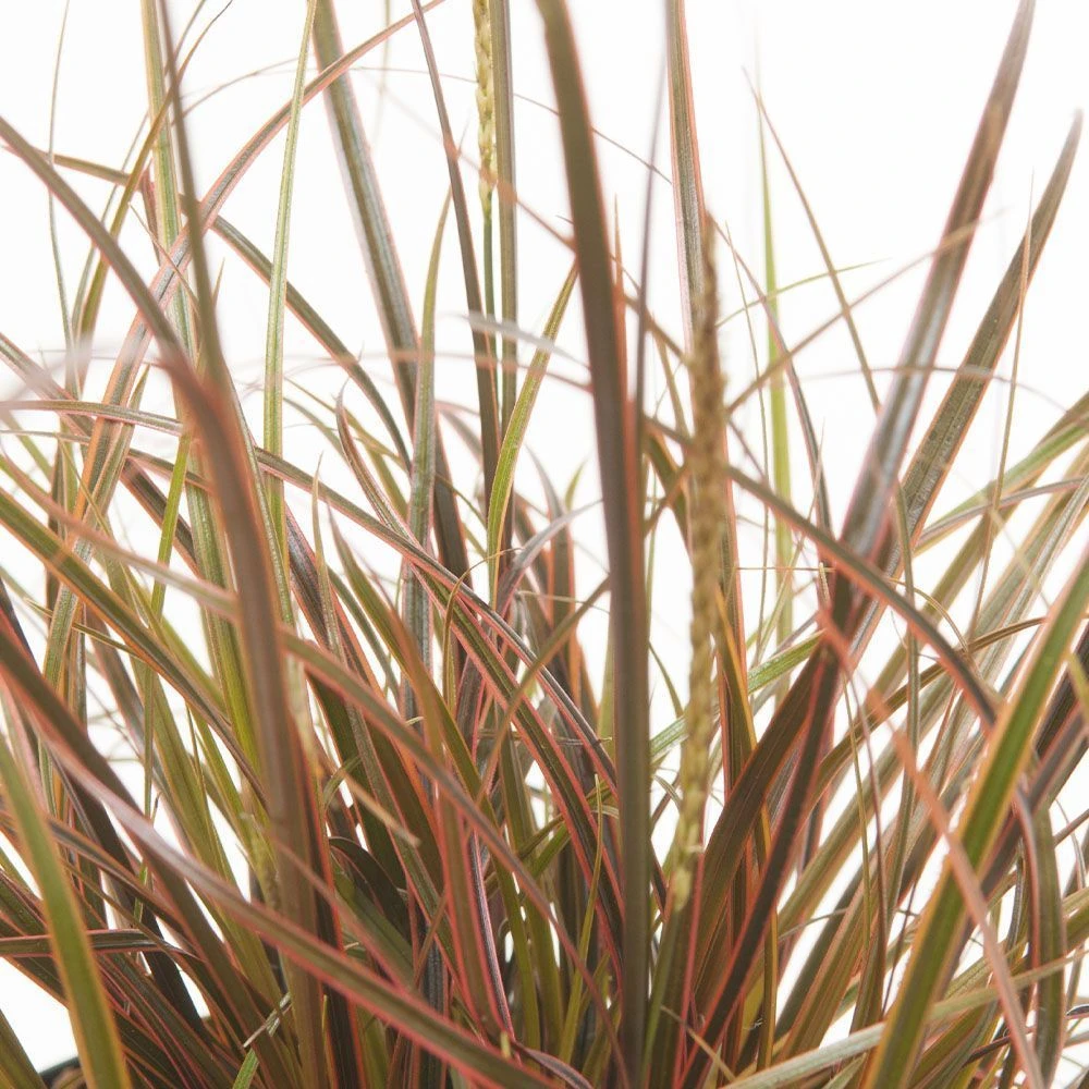 Uncinia 'Everflame' 3 Litre 3 Uncinia 'Everflame' 3 Litre