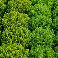 Hebe Green Boys 2 Litre