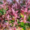 Leucothoe 'Zeblid' 7.5 Litre 2 Leucothoe 'Zeblid' 7.5 Litre -HANS Garden Shop 10296638 Leucothoe20Zeblid shutterstock 2226517059