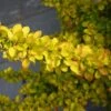 Berberis Thunbergii 'Diabolicum' 3 Litre 2 Berberis Thunbergii 'Diabolicum' 3 Litre -HANS Garden Shop Berberis20Diabolicum 10289099 shutterstock 1743672695