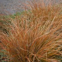 Carex Testacea 3 Litre
