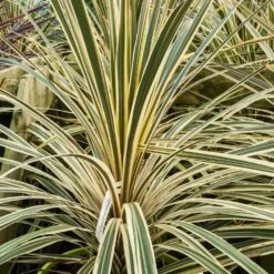 Cordyline Australis 'Lime Passion' 3 Litre