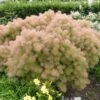 Cotinus 'Young Lady' 4.5 Litre 2 Cotinus 'Young Lady' 4.5 Litre -HANS Garden Shop Cotinus20Young20Lady