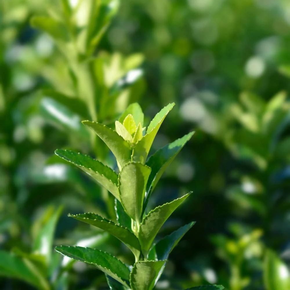 Euonymus Japonicus 'Green Spider' 3 Litre 3 Euonymus Japonicus 'Green Spider' 3 Litre
