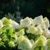 Hydrangea Paniculata 5 Litre 1 Hydrangea Paniculata 5 Litre -HANS Garden Shop Hydrangea20Paniculata20White20Light