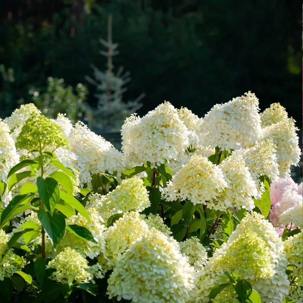 Hydrangea Paniculata 5 Litre 3 Hydrangea Paniculata 5 Litre