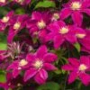 Clematis Hybrids 2 Litre 2 Clematis Hybrids 2 Litre -HANS Garden Shop July20Monthly20Offers202023 Plant offers Summer20Flowering20Clematis SOCIAL