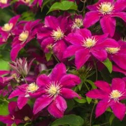 Clematis Hybrids 2 Litre