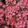 Sedum Rose Carpet 2 Litre 1 Sedum Rose Carpet 2 Litre -HANS Garden Shop Sedum20Rose20Carpet