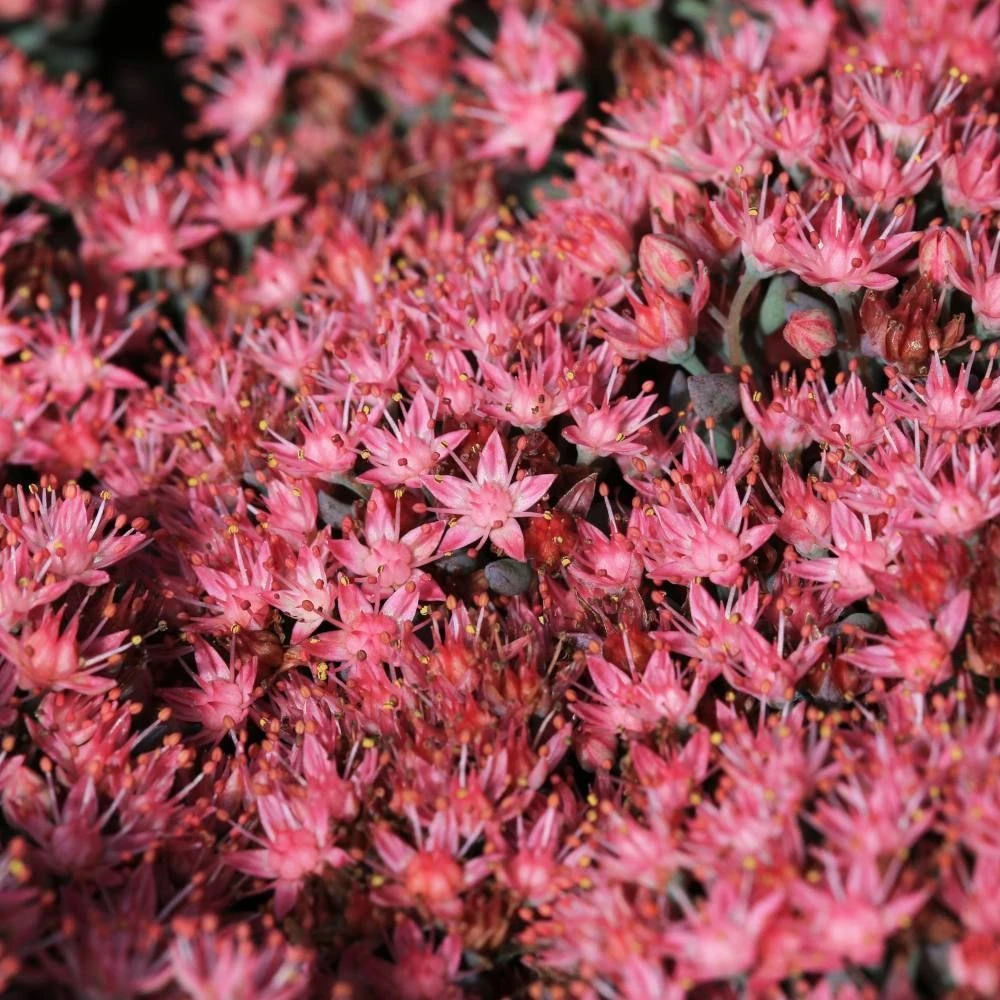 Sedum Rose Carpet 2 Litre 3 Sedum Rose Carpet 2 Litre