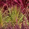 Cordyline Australis 'Torbay Dazzler' 6 Litre 1 Cordyline Australis 'Torbay Dazzler' 6 Litre -HANS Garden Shop cordyline 1